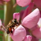 Frühstück auf der Lupine