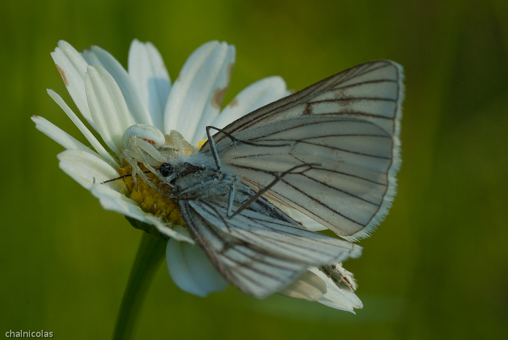 Frühstück auf der Margerite