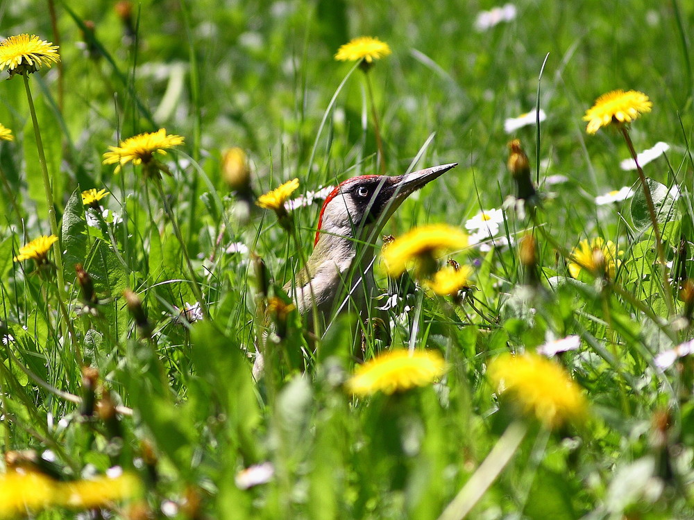 Frühstück auf der Sommerwiese