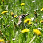 Frühstück auf der Sommerwiese