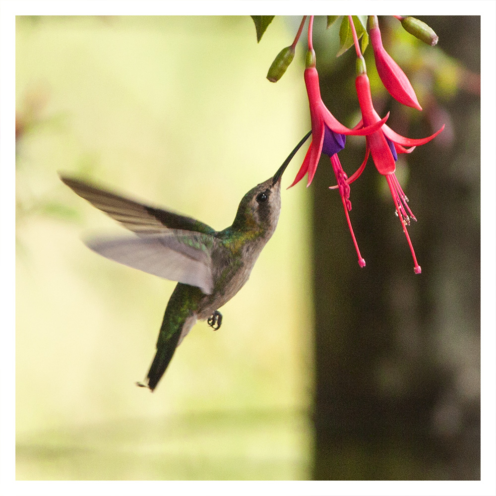 Frühstück bei den Fuchsien (Picaflor, Kolibri)