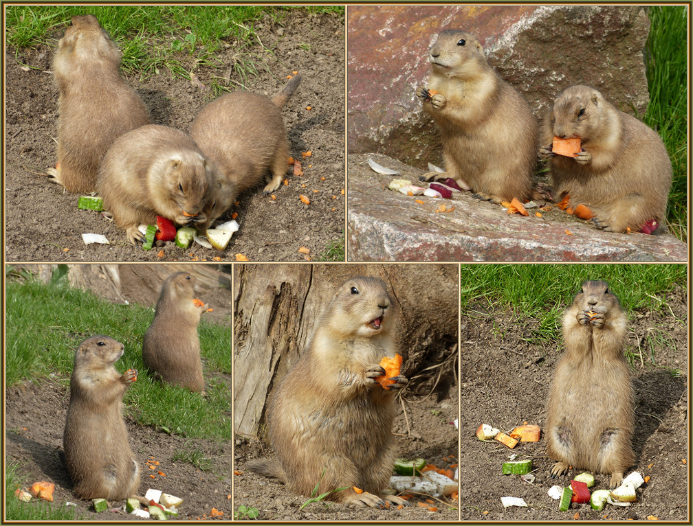 Frühstück bei den Präriehunden im Zoo Dresden