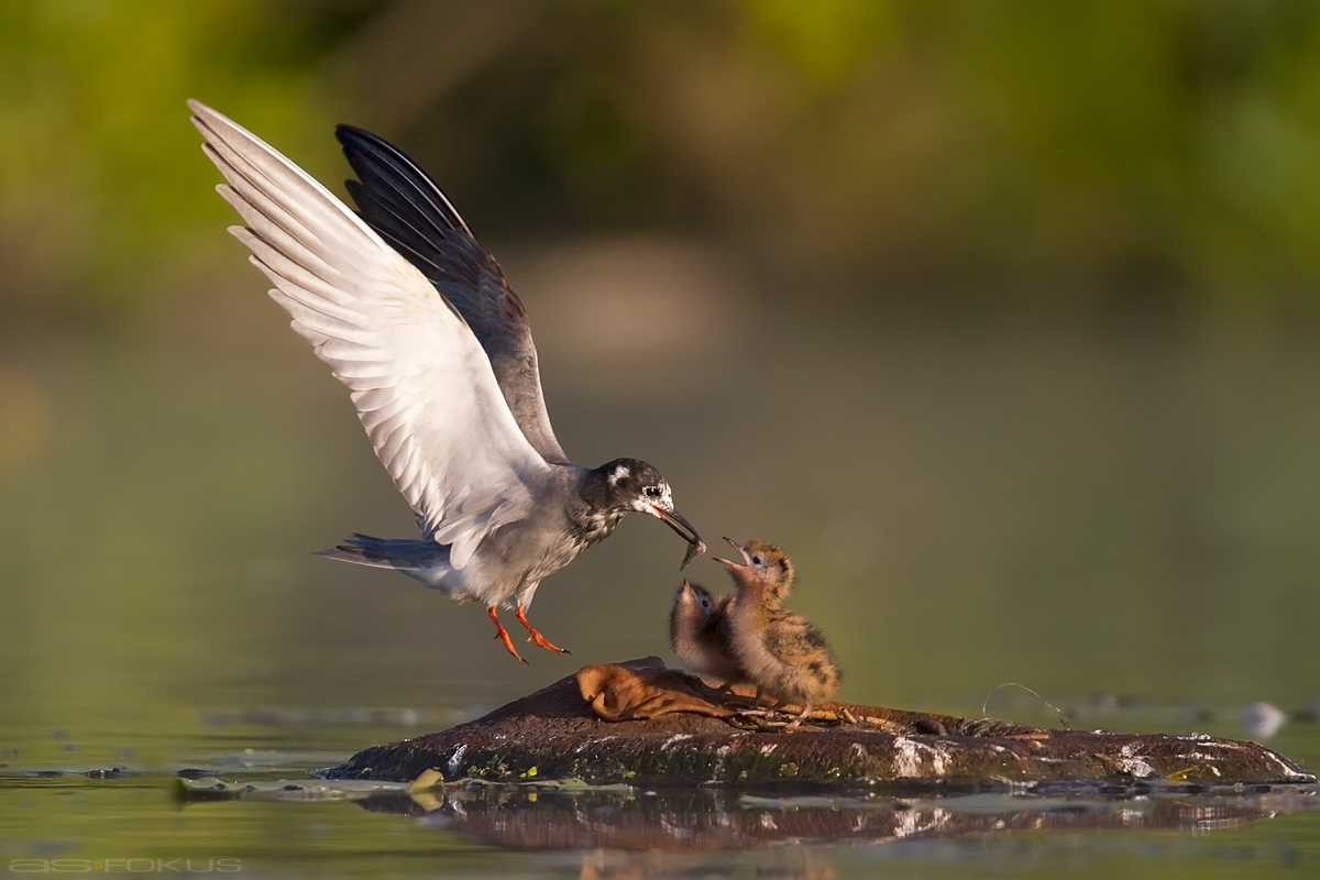 Frühstück bei den Trauerseeschwalben