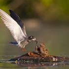 Frühstück bei den Trauerseeschwalben