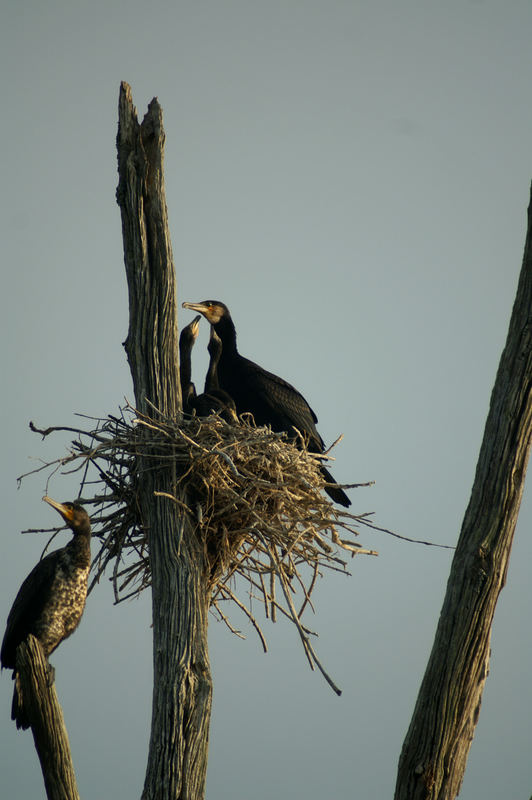 Frühstück bei Fam. Kormoran