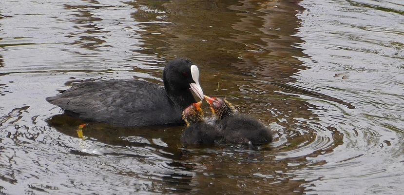 Frühstück bei Familie Blässhuhn