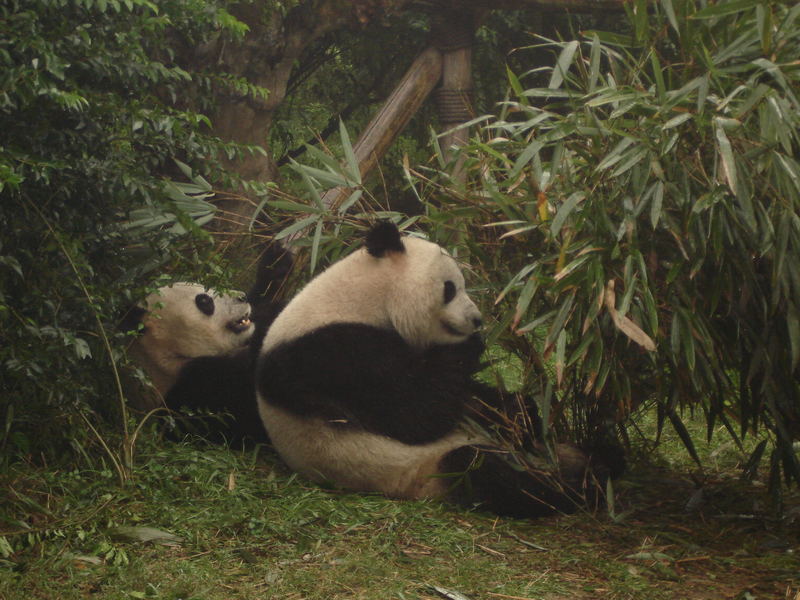 Frühstück bei Familie Panda