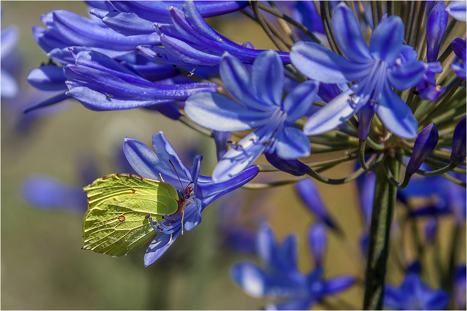 ... Frühstück bei McAgapanthus ...