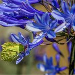 ... Frühstück bei McAgapanthus ...