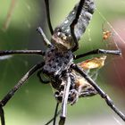 Fruehstueck bei Nephila?