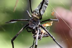 Fruehstueck bei Nephila?