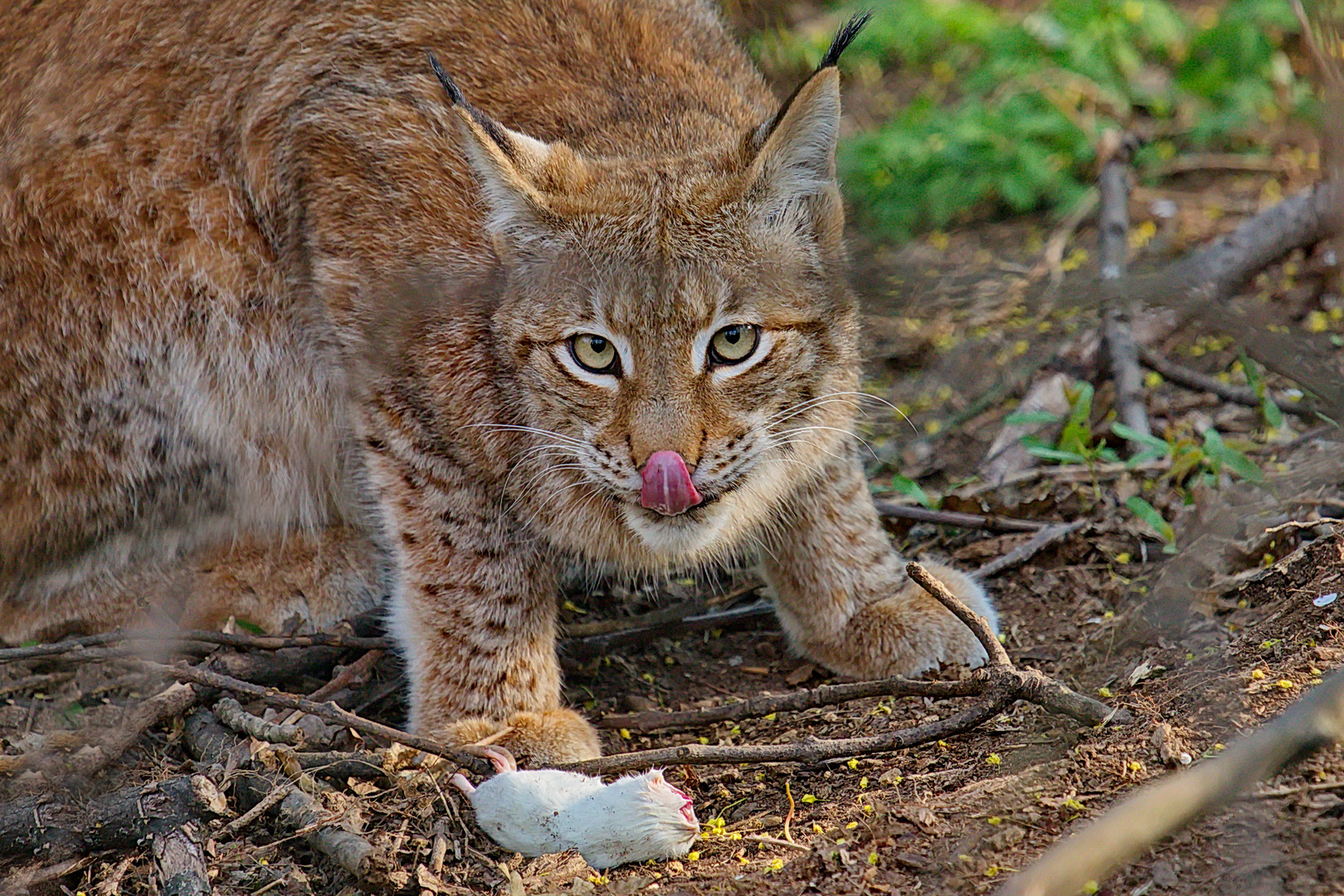 Frühstück beim Eurasischen Luchs