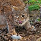 Frühstück beim Eurasischen Luchs