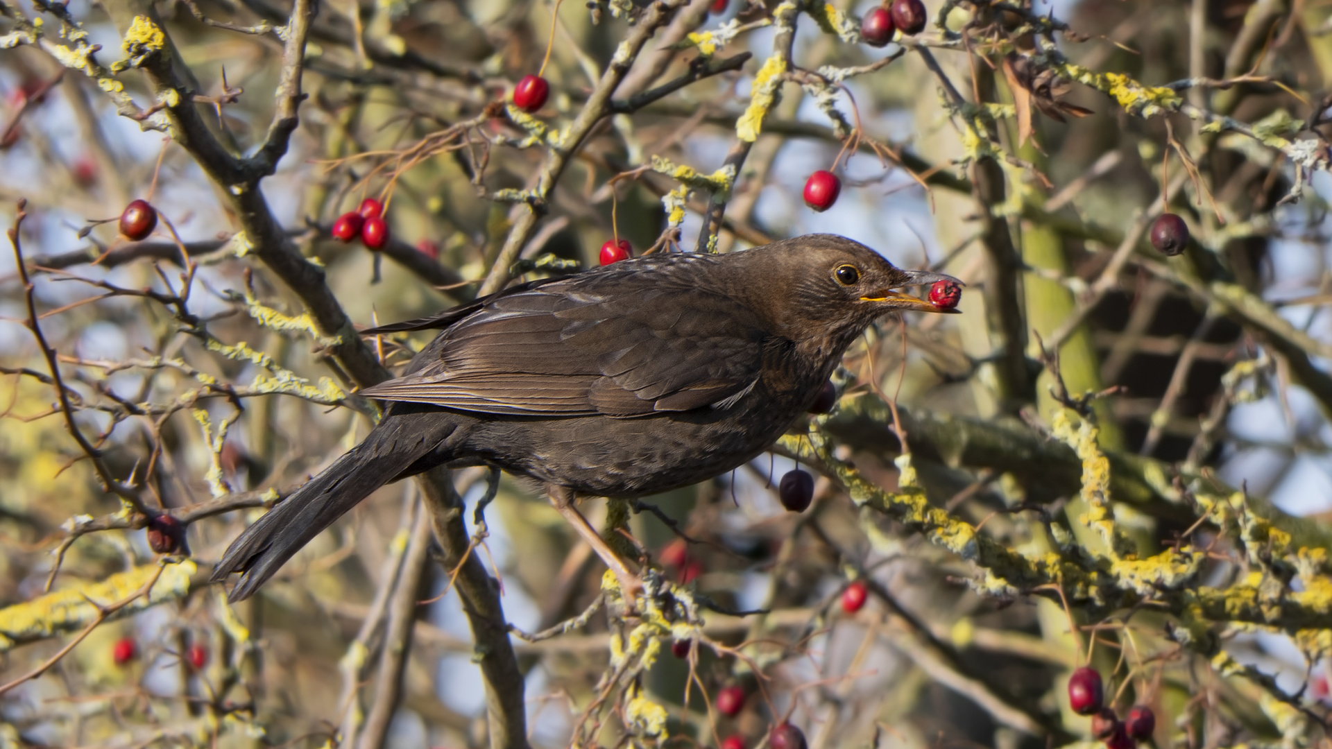 Frühstück einer Amsel