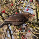 Frühstück einer Amsel