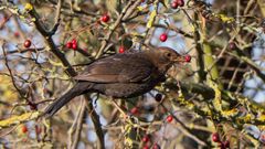 Frühstück einer Amsel