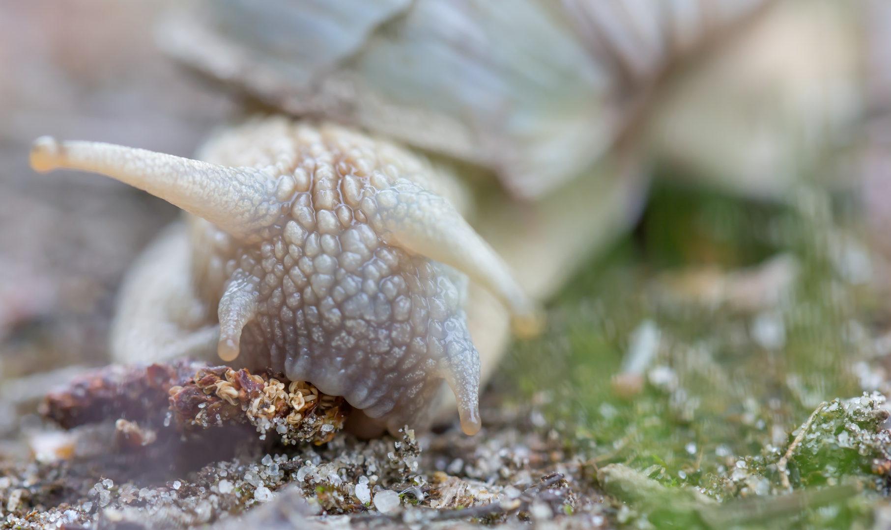 Frühstück einer Schnecke