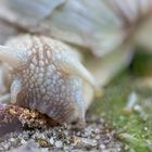 Frühstück einer Schnecke