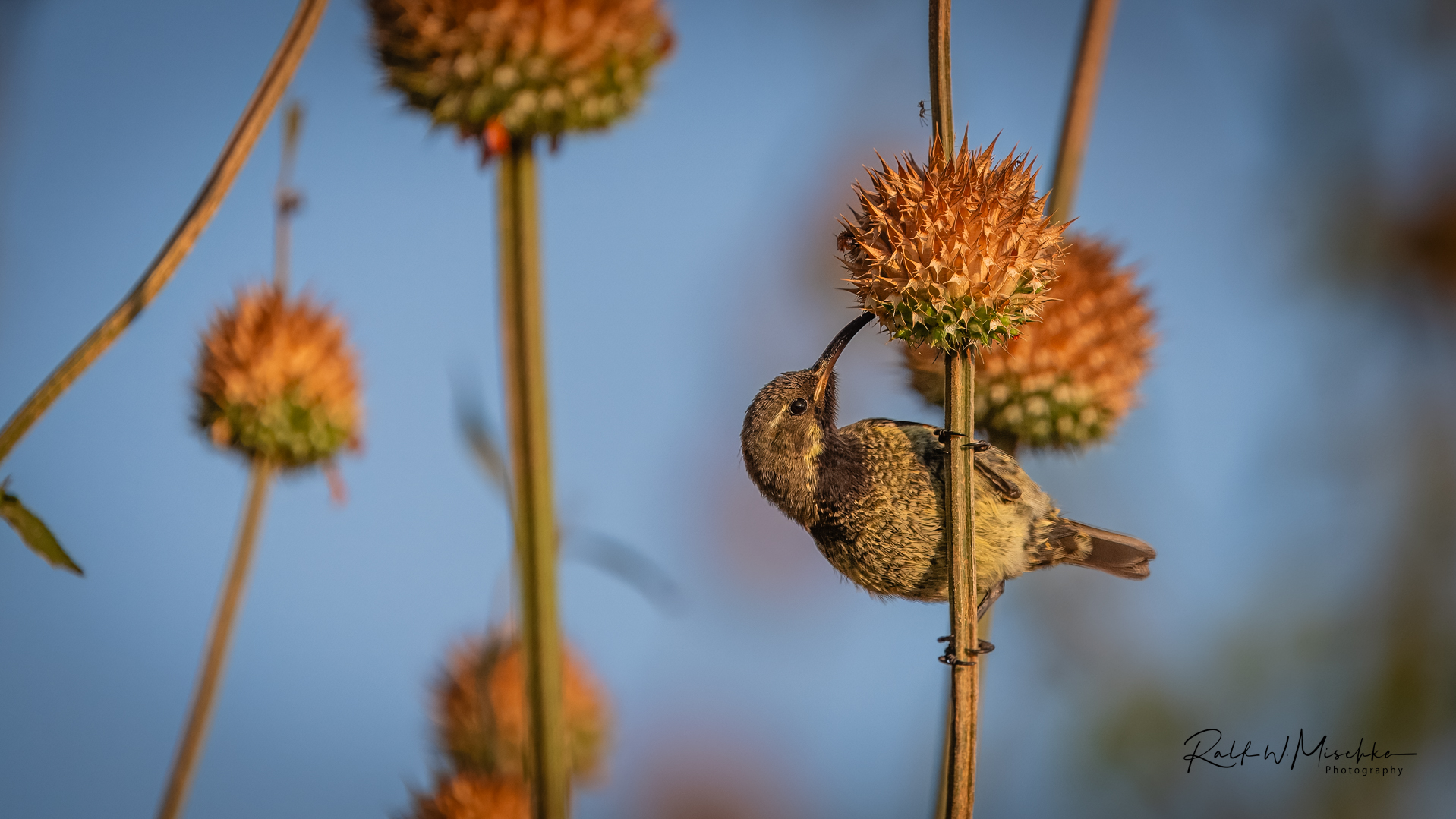 Frühstück eines Nektarvogel-Weibchens