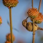 Frühstück eines Nektarvogel-Weibchens