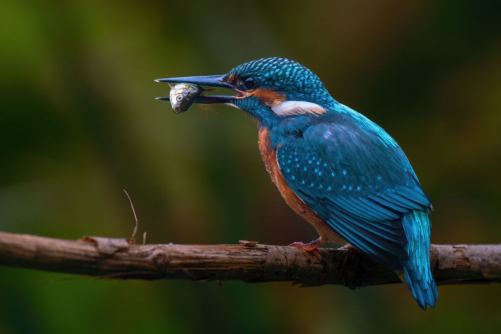 Frühstück für den Eisvogel