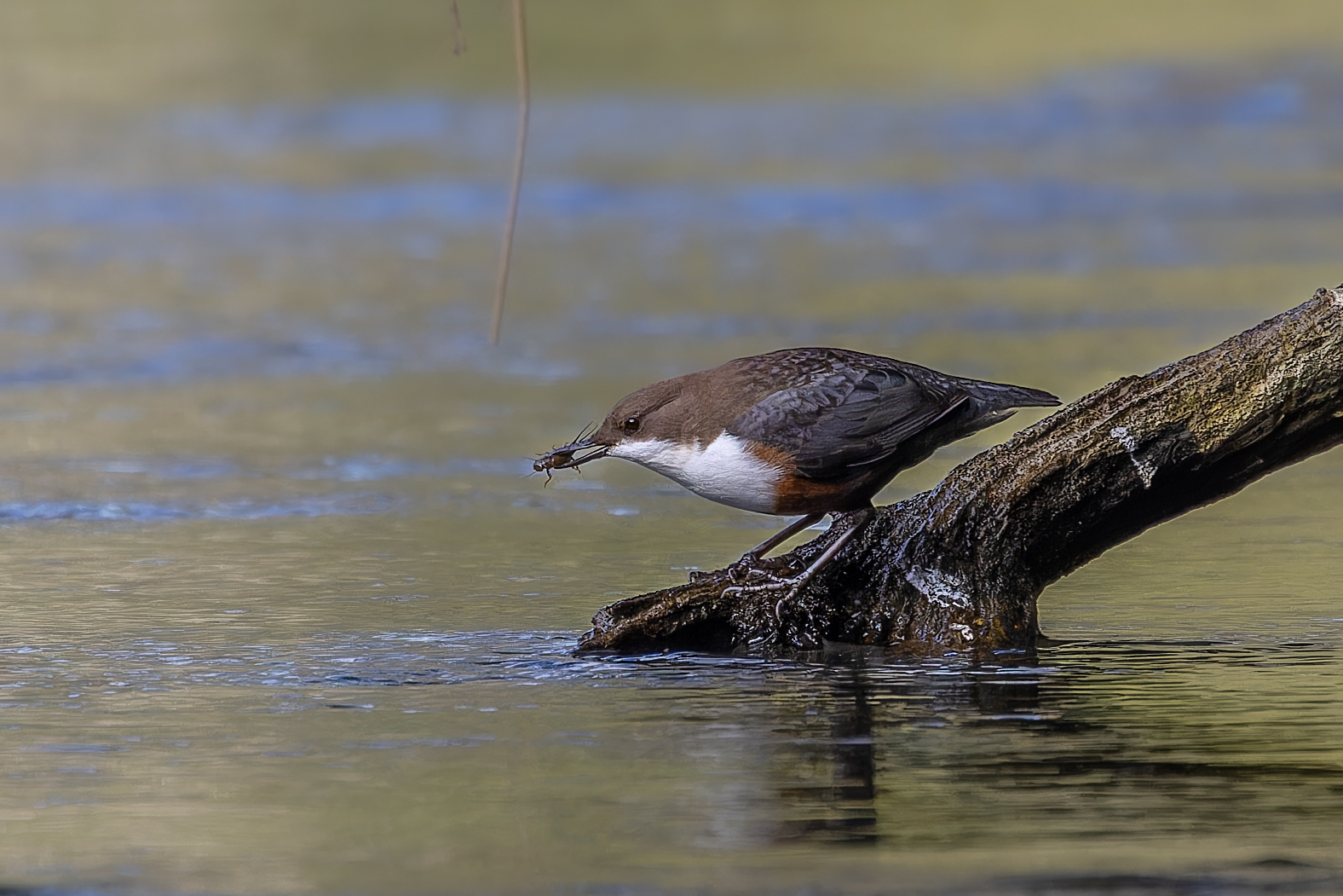 Frühstück für die Wasseramsel