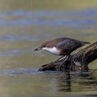 Frühstück für die Wasseramsel