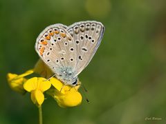 Frühstück - Hauhechel-Bläuling