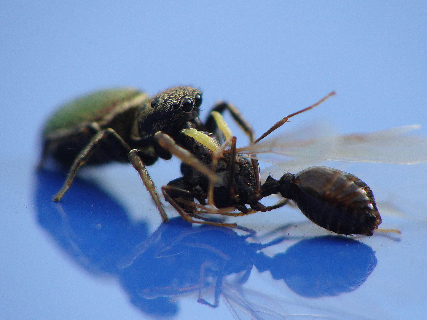 Frühstück Heliophanus sp.