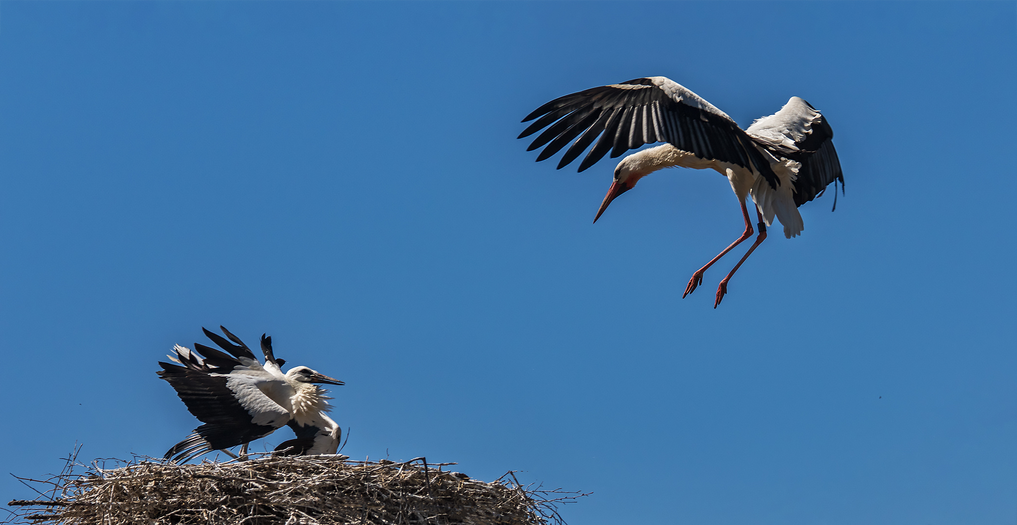 Frühstück im Anflug