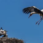 Frühstück im Anflug