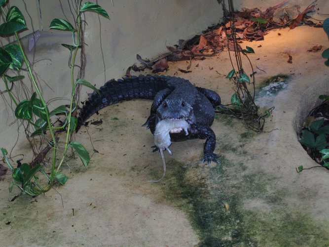 Frühstück im Aquazoo