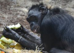 Frühstück im Bonobo-Wald...