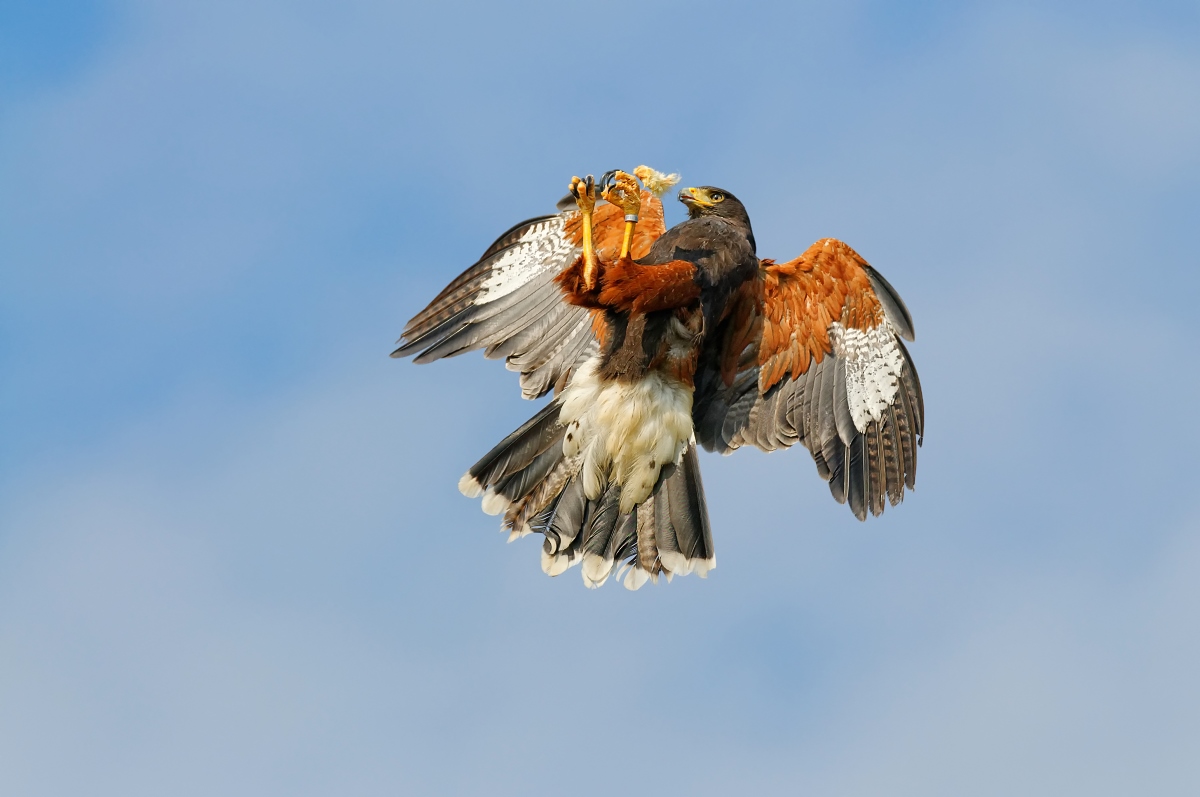 Frühstück im Flug ......