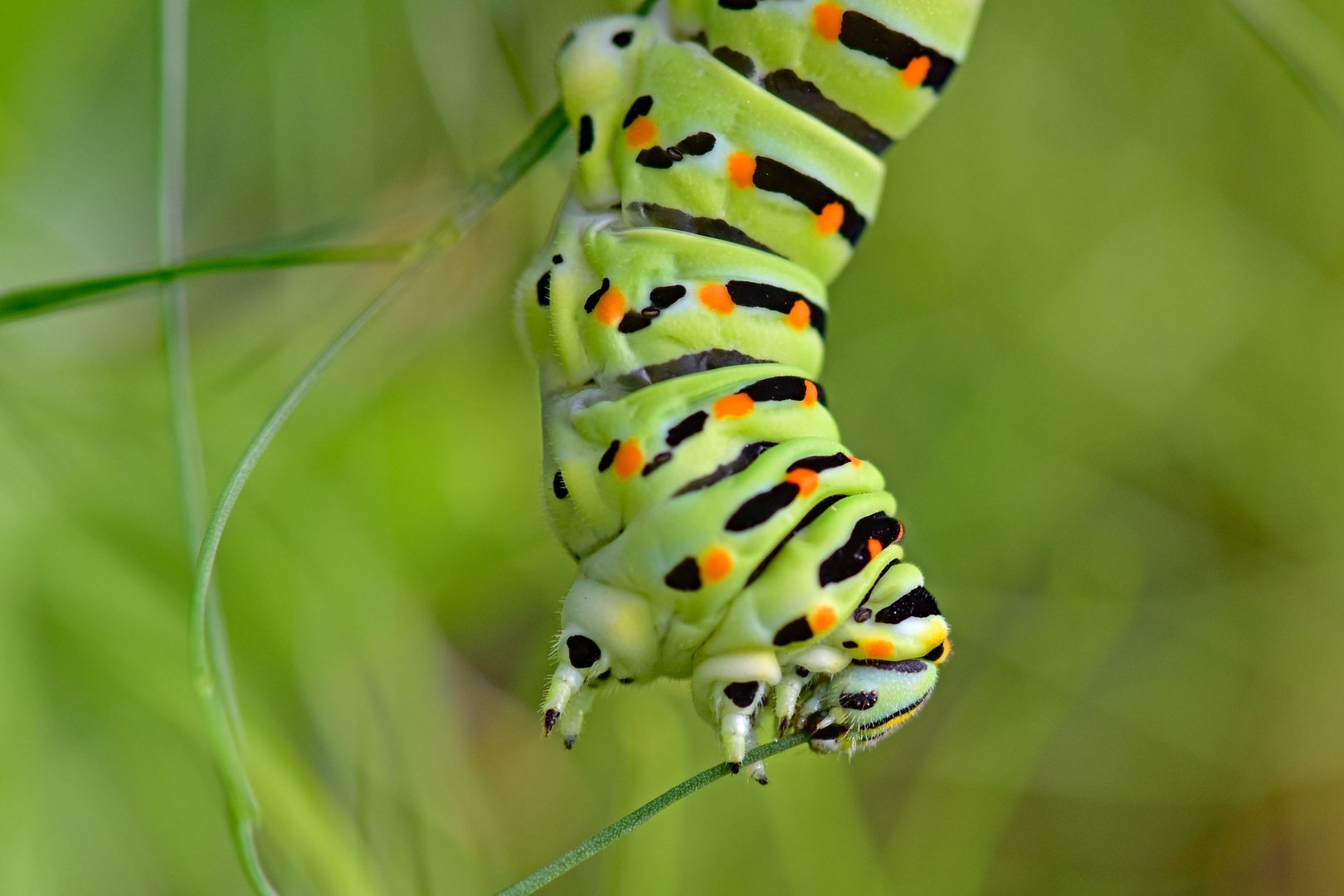 Frühstück im Garten Foto & Bild tiere, wildlife