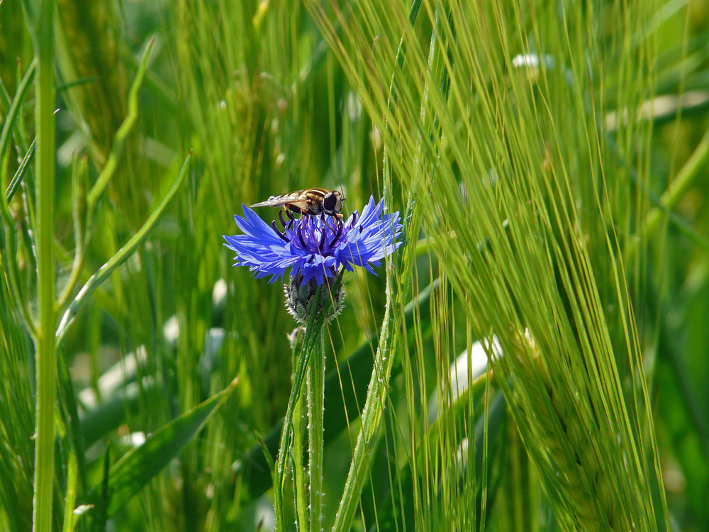 Frühstück im Kornfeld