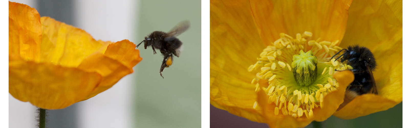 Frühstück im Mohn