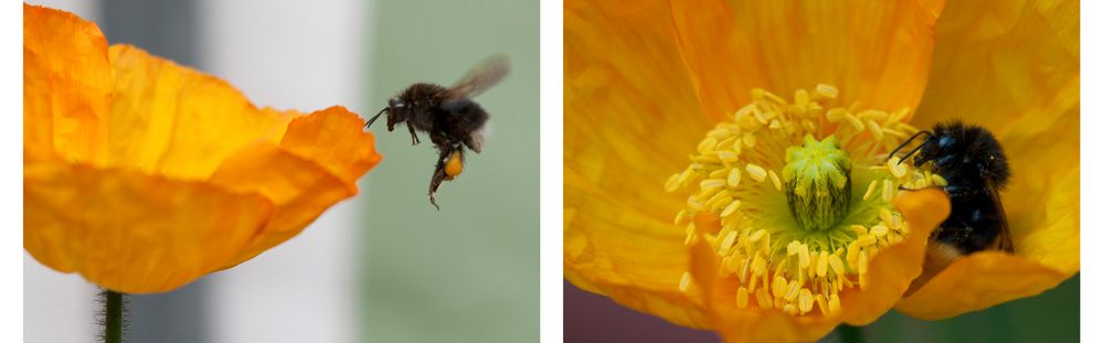 Frühstück im Mohn