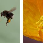 Frühstück im Mohn