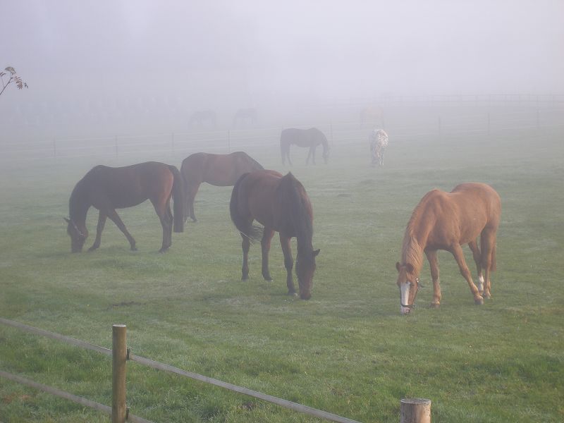 Frühstück im Nebel