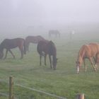 Frühstück im Nebel