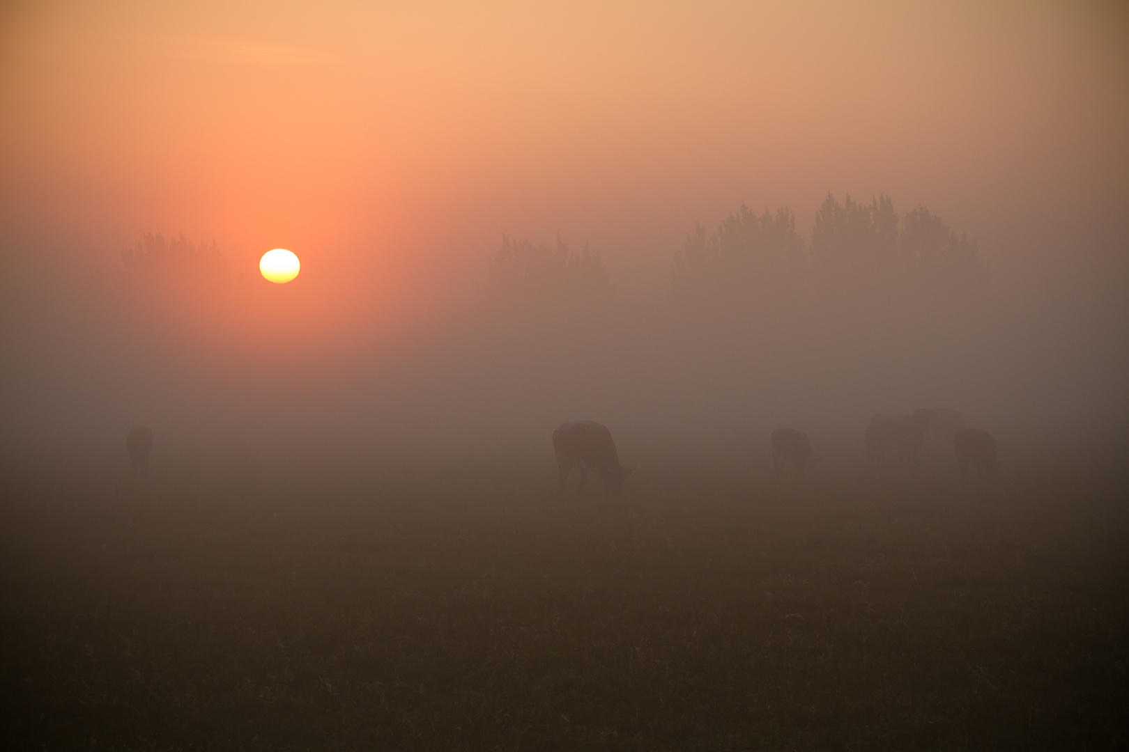 Frühstück im Nebel