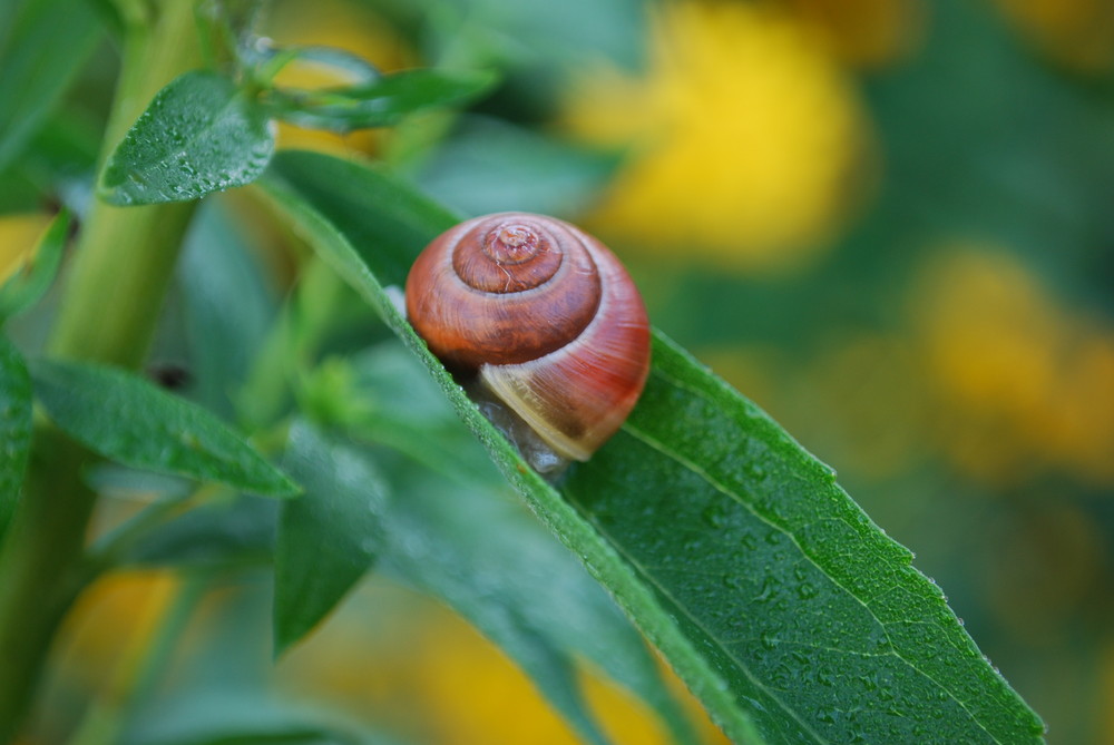 Frühstück im Schneckentempo