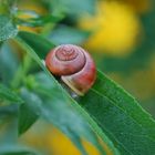 Frühstück im Schneckentempo