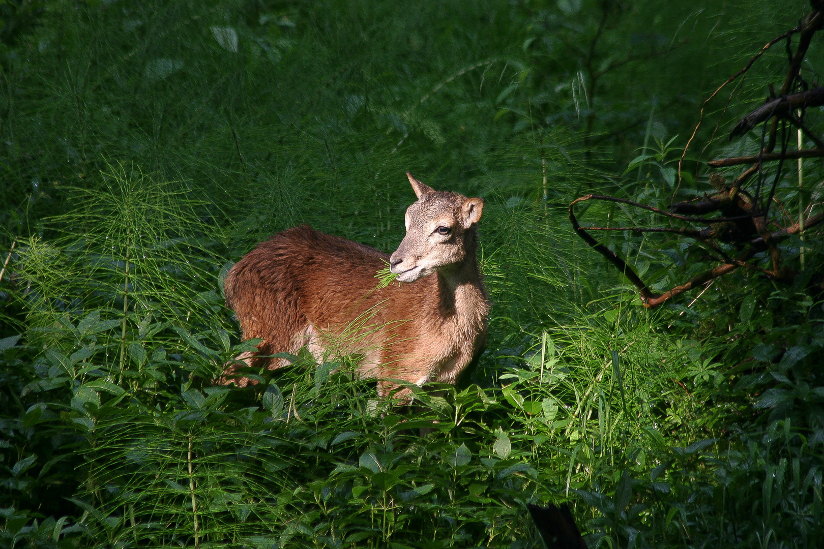 Frühstück im Wald (Muffel-Lamm)