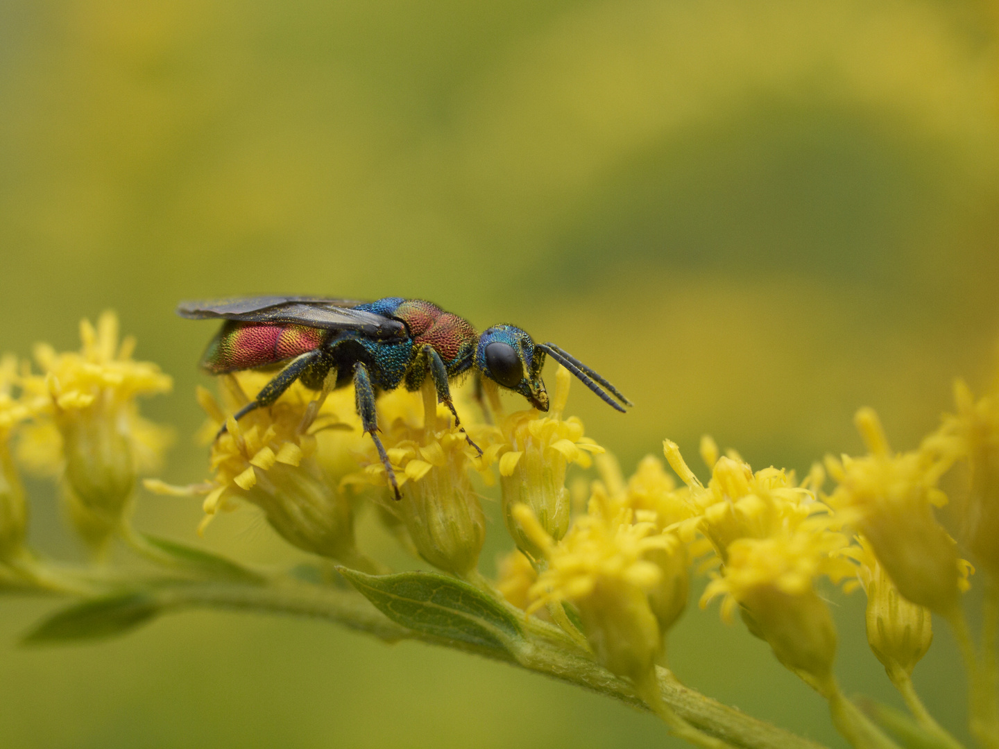 Frühstück in der Kleintierwelt