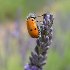 Frühstück in der Provence