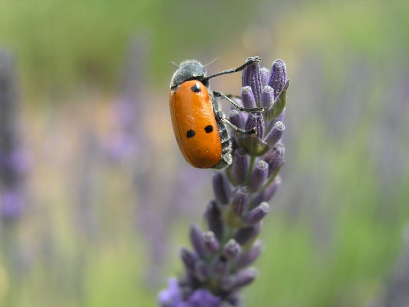 Frühstück in der Provence