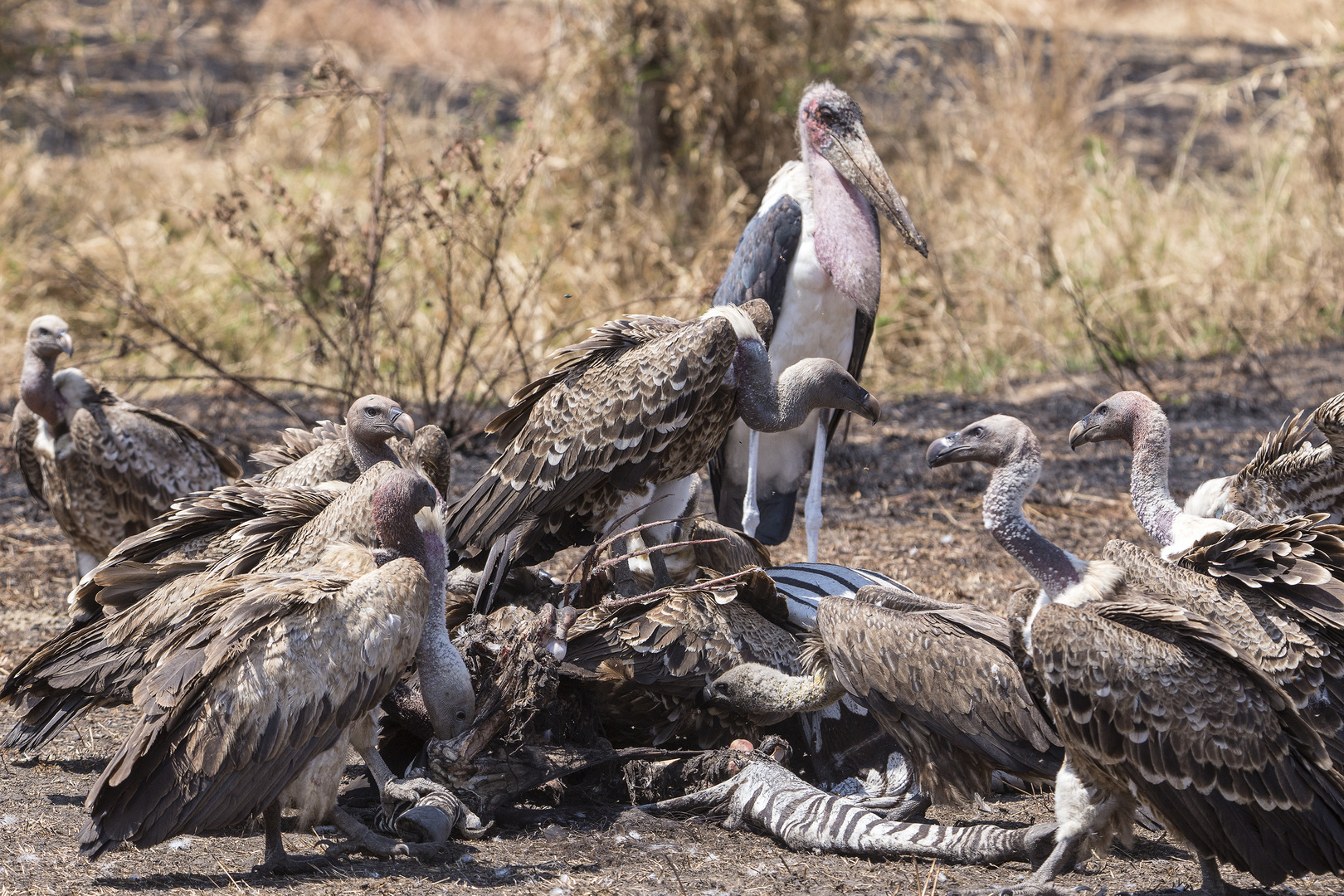 Frühstück in der Serengeti