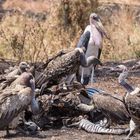 Frühstück in der Serengeti